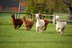 alpacas