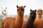 alpacas