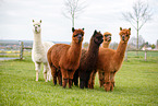 alpacas