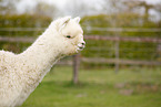 alpaca