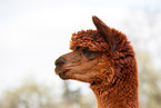 alpaca