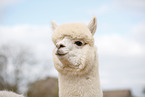 alpaca