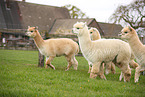 alpacas