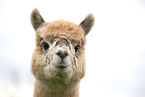 alpaca