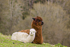 Alpaca