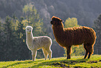 Alpaca