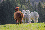 Alpaca