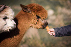 alpacas