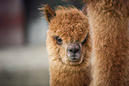 alpaca