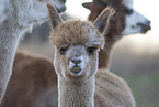 Alpaca