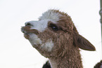 Alpaca