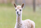 young alpaca