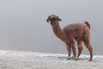 alpaca
