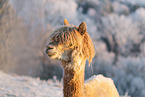 alpaca