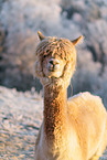 alpaca