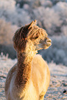 alpaca