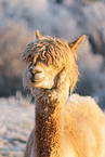 alpaca