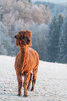 alpaca