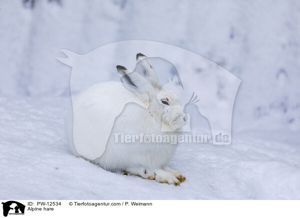 Schneehase / Alpine hare / PW-12534