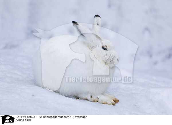 Alpine hare / PW-12535