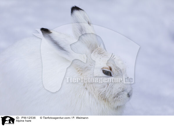 Schneehase / Alpine hare / PW-12536