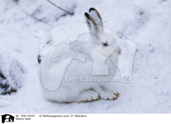 Alpine hare / PW-12537