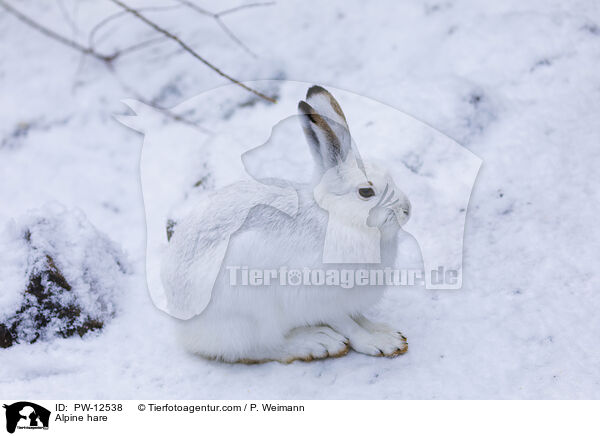 Schneehase / Alpine hare / PW-12538
