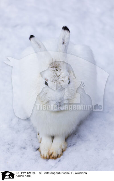 Alpine hare / PW-12539