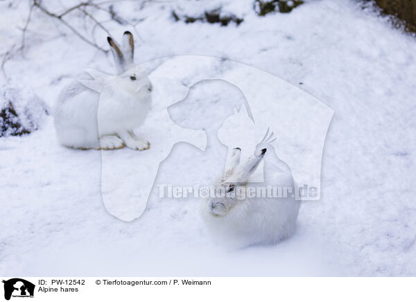 Schneehasen / Alpine hares / PW-12542