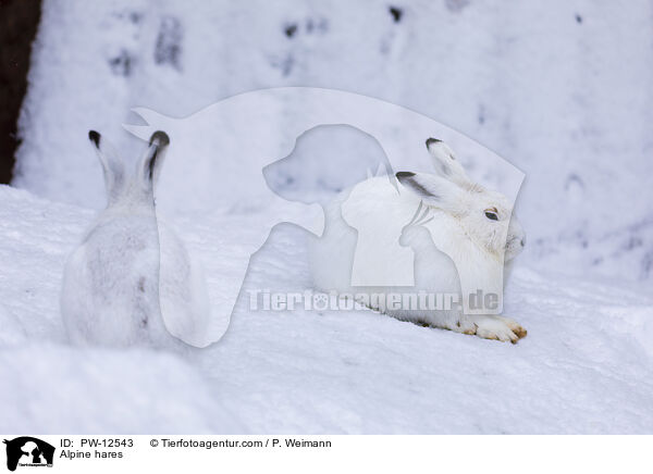 Schneehasen / Alpine hares / PW-12543