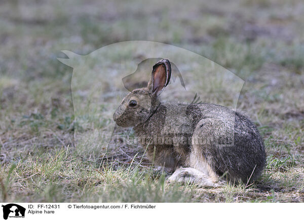 Alpine hare / FF-12431