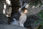 Alpine hare