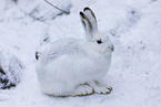 Alpine hare