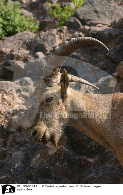 Alpensteinbock / alpine ibex / SS-00341