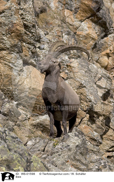 ibex / WS-01598