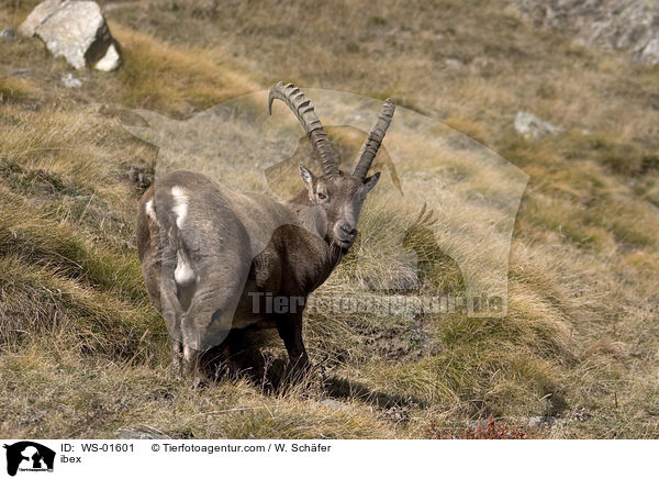 Steinbock / ibex / WS-01601