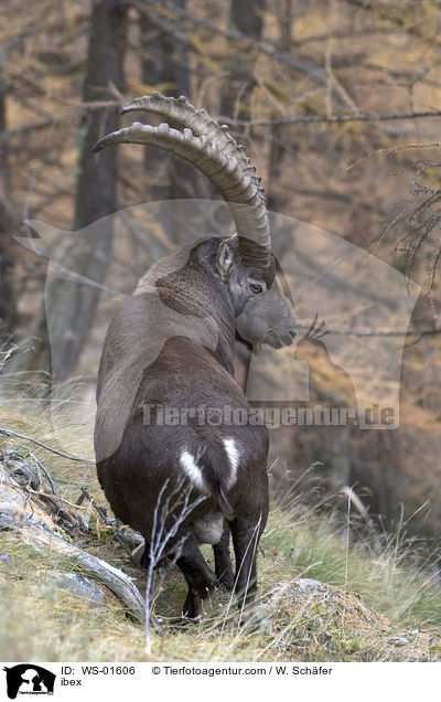 Steinbock / ibex / WS-01606