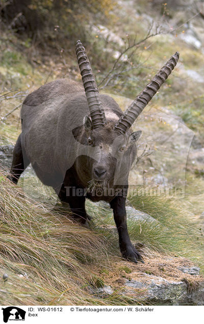 Steinbock / ibex / WS-01612
