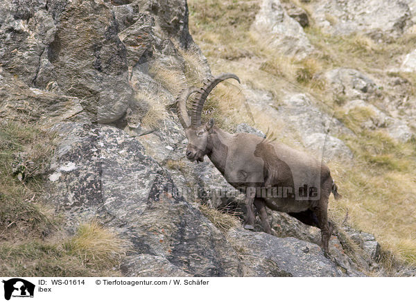 ibex / WS-01614