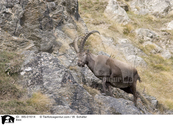 Steinbock in felsiger Gebirgslandschaft / ibex / WS-01614