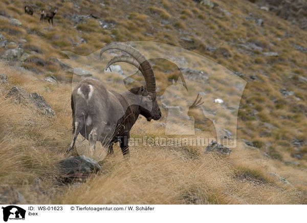 Steinbock / ibex / WS-01623