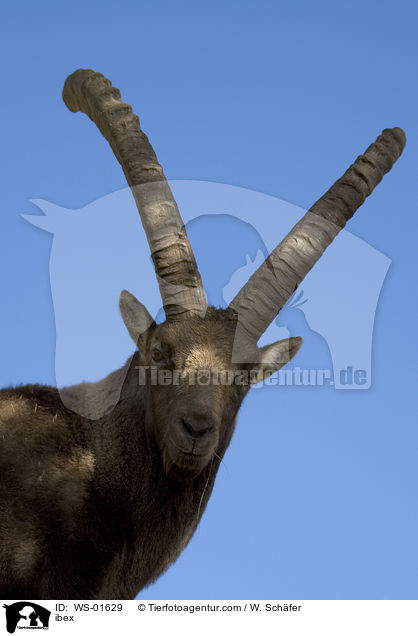 Steinbock Portrait / ibex / WS-01629