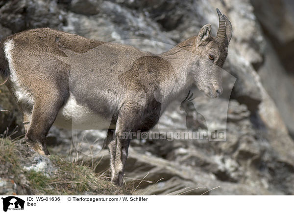 Steinbockweibchen / ibex / WS-01636