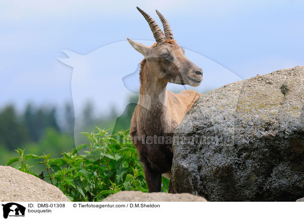 bouquetin / DMS-01308