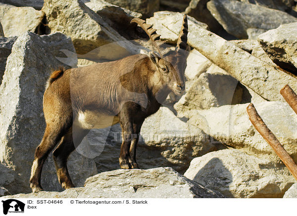 Steinbock / ibex / SST-04646