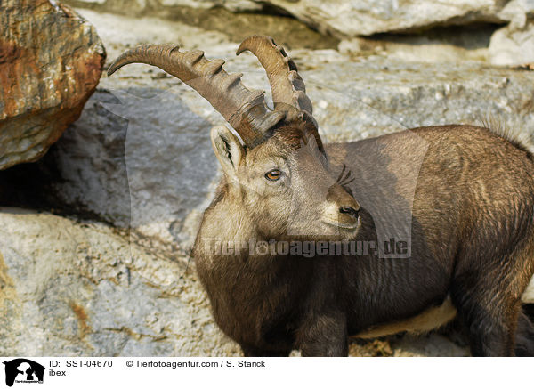 Steinbock / ibex / SST-04670