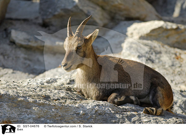 Steinbock / ibex / SST-04676