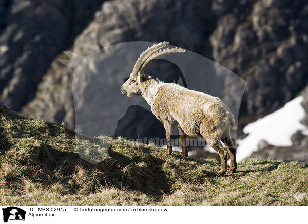 Alpine ibex / MBS-02915