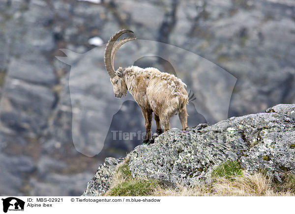 Alpine ibex / MBS-02921