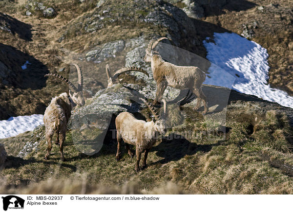 Alpine ibexes / MBS-02937